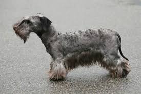 Image result for ČESKÝ TERIÉR