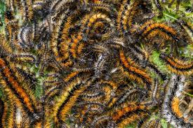 7 méthodes de lutte sont efficaces contre la chenille processionnaire du pin (thaumetopoea pityocampa), un insecte. Vichy Prenez Garde A La Chenille Processionnaire