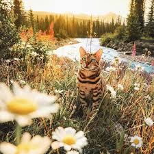 Gezgin Kedi Suki Den Kartpostallik 20 Manzara Fotografi Sanatli Bi Blog Kedi Cok Sirin Hayvanlar Guzel Kediler