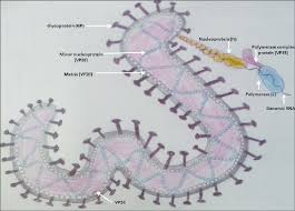 Ebola virus disease (evd) is a rare but often fatal illness. Structure Of Ebola Virus Virion Download Scientific Diagram