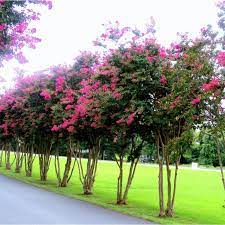 We did not find results for: Lagerstroemia Indica Crepe Myrtle Myrtle Crape Myrtle