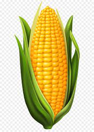 Image Result For Corn On The Cob Vegetable Drawing Vegetable Pictures Corn Drawing