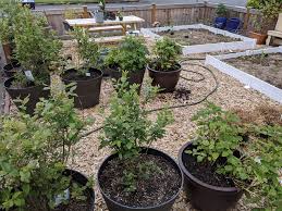 The guerrilla gardening forum is the largest online community of guerrilla gardeners you will find. Home Gardens A Leading Indicator Of Changing Consumer Defaults Insiders By Future Commerce
