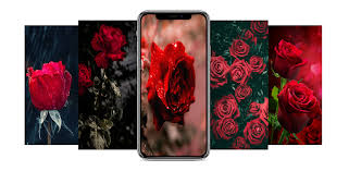 Geceye bir şiir bırak 23; Download Flowers Red Roses 4k Hd Wallpaper 2021 Free For Android Flowers Red Roses 4k Hd Wallpaper 2021 Apk Download Steprimo Com