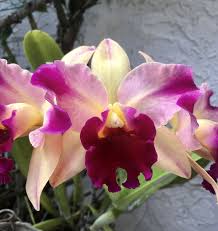 My 2019 Quad Bloom Beautiful Blooms Bloom Plants
