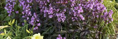 Midnight masquerade penstemon penstemon 'midnight masquerade' pp29603 rich lavender purple flowers and deep burgundy purple leaves highlight this hardy perennial. Penstemon Midnight Masquerade Cut And Dried Flower Farm