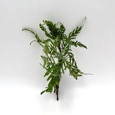 Image result for Hygrophila