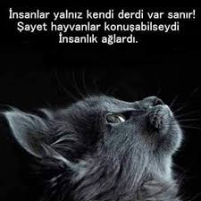Aybuke Gulsu Kara Adli Kullanicinin Yagmur Panosundaki Pin Hayvan Sozleri Hayvan Haklari Hayvanlar