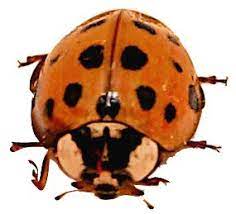 Top 10 Natural Ways To Get Rid Of Ladybugs Aka Asian Lady Beetles Whole Lifestyle Nutrition Lady Beetle Asian Beetle Asian Ladybugs