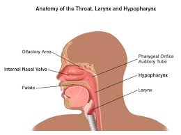 A cancerous (malignant) tumour is a group of cancer cells that can grow into and destroy nearby tissue. Laryngeal And Hypopharyngeal Cancer Brigham And Women S Faulkner Hospital