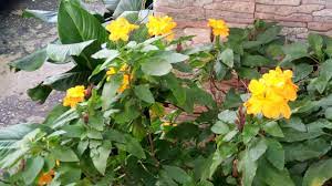 Salvias don't do well in cool weather, so be sure to plant them after chance of frost has passed. Tough Plants For Hot Dry Climates The Guardian Nigeria News Nigeria And World News Saturday Magazine The Guardian Nigeria News Nigeria And World News