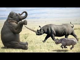 Elephant Vs Rhino Real Fight Ephant Shows Who S Boss And The Unexpected Youtube Animal Attack Funny Animal Videos Animals Wild