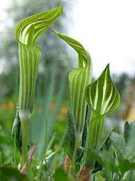 The leaves bruise under my satchel of rice cakes, father's moon woodblock, a rose tea bowl. 390 Arisaema Ideas Jack In The Pulpit Plants Planting Flowers