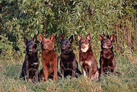 One of the smartest dogs in the world, the kelpie is an australian sheep dog successful at mustering and droving with. Startseite Australian Kelpie Zuchter Kelpie Vom Vluyner Kennel
