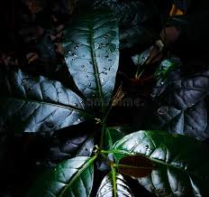 Image result for Beilschmiedia