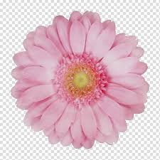 Pink Flower, Transvaal Daisy, Cut Flowers, Chrysanthemum, 2019 Bmw 3  Series, Assortment Strategies, Petal, Dutch Language transparent background  PNG clipart