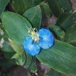 Image result for Commelina bracteosa