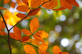 In the past, blurring backgrounds in the photo editing depth of field is simply a photography term that refers to the illusion of distance between the. Autumn Leaves And Blurred Background By Sergiy Trofimov Photography