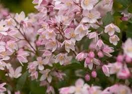 Image result for Deutzia hybrida Pink Pompon