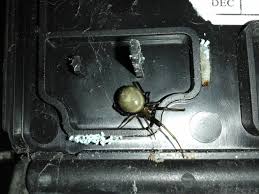 Cover bites with a plaster and apply an antihistamine sting cream to calm any inflammation or itching. False Widow Spiders Rokill