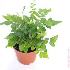 Image result for Pellaea