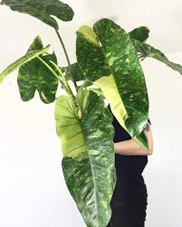 Excited To Share This Massive Philodendron Imbe Variegata For Philodendronfriday Houseplants Variegated Plants Plants Unusual Plants