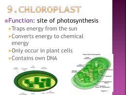 Maybe you would like to learn more about one of these? Chloroplast Function In Plant Cell