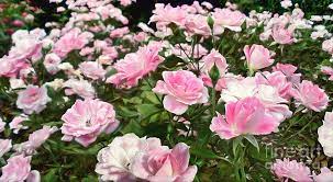 Check spelling or type a new query. Pink Iceberg Roses Photograph By Kaye Menner