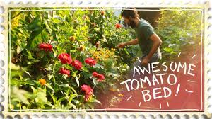 Maybe you would like to learn more about one of these? The Most Beautiful Tomato Bed Ever Companion Planting Youtube