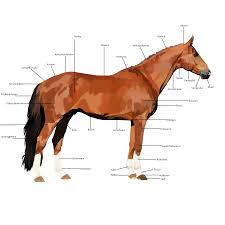 Anatomie Pferd Wie Ist Der Pferdekorper Aufgebaut Korperbau Pferd Pferd Anatomie Pferd Pferde Rassen