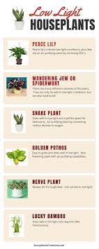 11 Best Low Light Indoor Plants For Your Home Houseplants Low Light Indoor Plants Low Light Low Light Indoor Plants