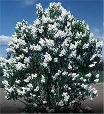 Apple trees often have an overall appearance of abundance, from spring blossoms to summer fruit and leaves turning bright colors in the fall. Pekin Lilac Tree On The Tree Guide At Arborday Org