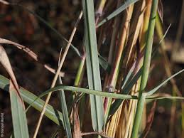 Image result for Dichanthium sericeum