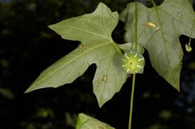 Image result for Diplocyclos