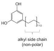 Alkylresorcinol - Wikipedia