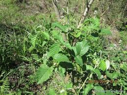 Image result for Rubus rigidus