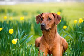 They are generally good with children, and can be protective of those in their family, but can be sometimes overly boisterous in play for small children. Rasseportrait Rhodesian Ridgeback Charakter Haltung Deinetierwelt