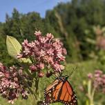Little Explorers: Caterpillars & Butterflies