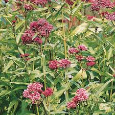 Image result for Asclepias albens