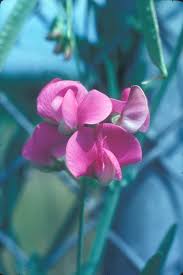 Image result for Oxyanthus latifolius