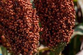 Image result for Sorghum bicolor