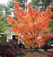 Rare Sango Kaku Japanese Maple Acer Palmatum Japanische Ahornbaume Japanische Gartenpflanzen Japanischer Garten