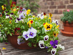 Potting soil is a mixture of loam, peat, sand, and other nutrients that fill the pot or planter about two thirds full with the potting soil. 5 Fabulous Plants For Spring Container Gardens