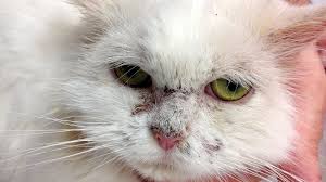 Pemphigus foliaceus is an autoimmune blistering disease (bullous disorder) of the skin. Key Word Cat Veterinary Focus