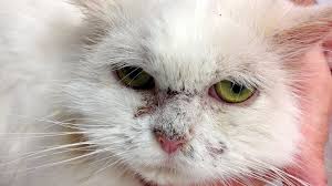 Pemphigus foliaceus is an autoimmune blistering disease (bullous disorder) of the skin. Key Word Cat Veterinary Focus