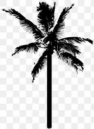 Tree silhouette coconut tree palm tree silhouette blue coconut tree coconut tree leaves coconut tree vector coconut tree poster. Black Coconut Tree Silhouette Images Black Coconut Tree Silhouette Transparent Png Free Download