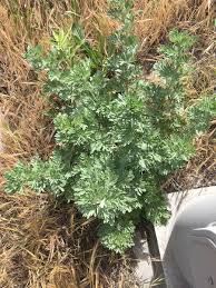 The common mugwort produces a large volume of underground stalks, hence it is very well rooted in the ground, and for this reason it is. Absinth Wormwood Identification And Control Artemisia Absinthium King County