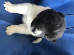 Find puppies for sale in memphis, tennessee! Litter Of 7 Akita Puppies For Sale In Memphis Tn Adn 60886 On Puppyfinder Com Gender Female Age 3 Weeks Old Akita Puppies Akita Puppies For Sale