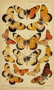 Image result for Basananthe sandersonii