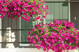 Image result for foto surfínie